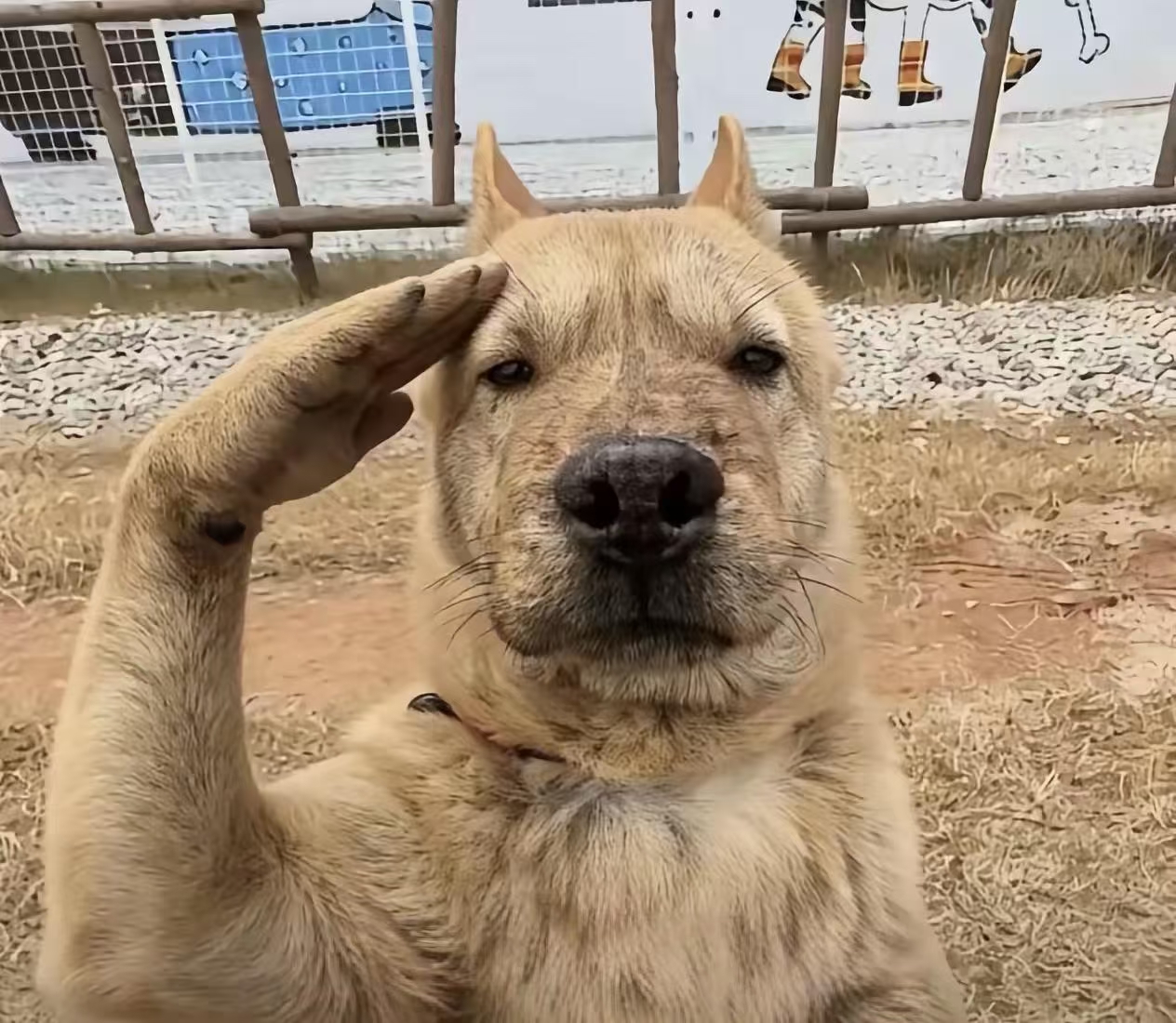 明仔